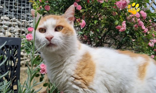 Katze Wilma (Foto by Tiereck.at - Lavanttaler Tierhilfe)