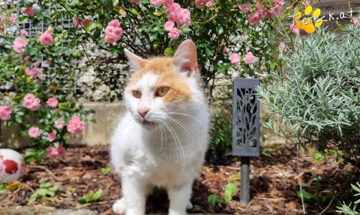 Katze Wilma (Foto by Tiereck.at - Lavanttaler Tierhilfe)
