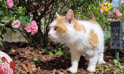 Katze Wilma (Foto by Tiereck.at - Lavanttaler Tierhilfe)