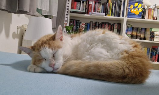 Katze Wilma (Foto by Tiereck.at - Lavanttaler Tierhilfe)