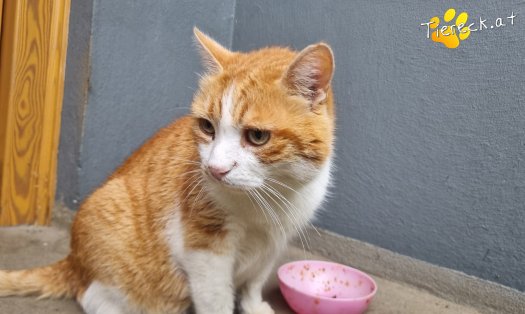 Katze Mogli (Foto by Tiereck.at - Lavanttaler Tierhilfe)