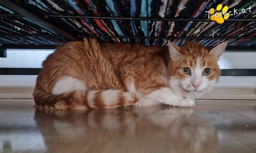 Katze Mogli (Foto by Tiereck.at - Lavanttaler Tierhilfe)