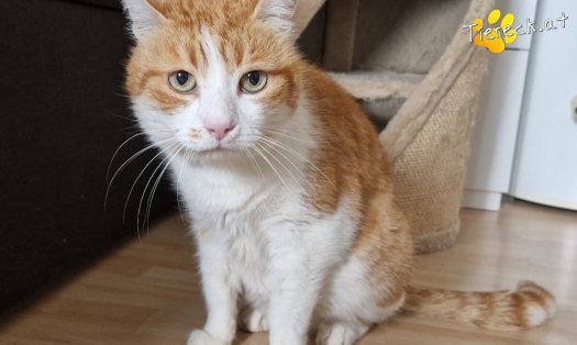 Katze Mogli (Foto by Tiereck.at - Lavanttaler Tierhilfe)
