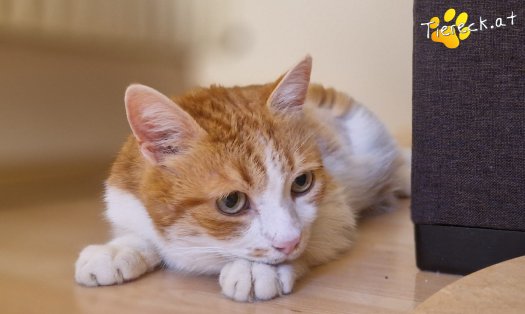 Katze Mogli (Foto by Tiereck.at - Lavanttaler Tierhilfe)