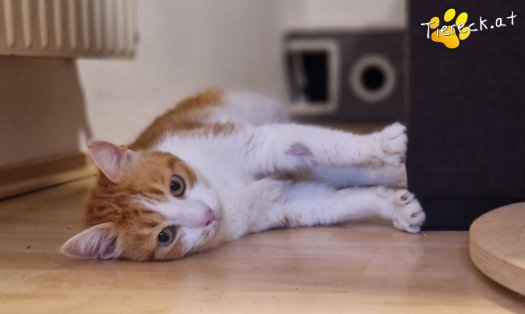 Katze Mogli (Foto by Tiereck.at - Lavanttaler Tierhilfe)