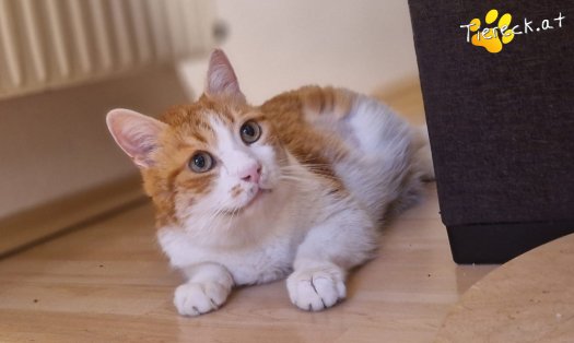 Katze Mogli (Foto by Tiereck.at - Lavanttaler Tierhilfe)