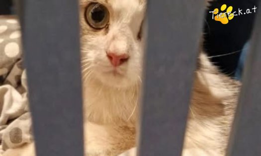 Katze Garipaldi
