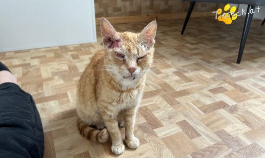 Katze Agapi