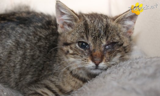 Katze Marilyn (Foto by Tiereck.at - Lavanttaler Tierhilfe)