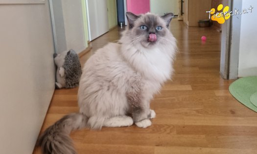 Katze Finn (Foto by Tiereck.at - Lavanttaler Tierhilfe)