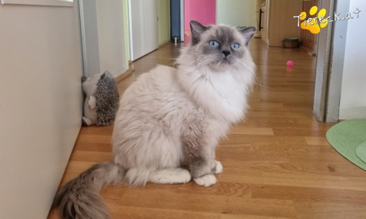 Katze Finn (Foto by Tiereck.at - Lavanttaler Tierhilfe)