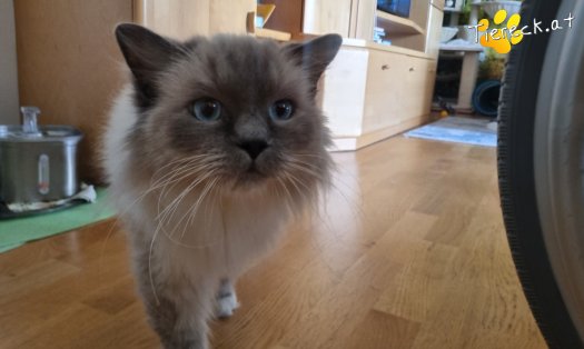Katze Finn (Foto by Tiereck.at - Lavanttaler Tierhilfe)