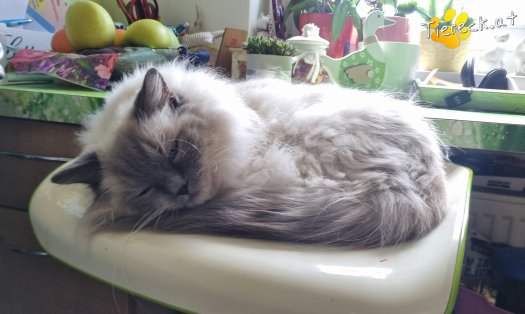 Katze Finn (Foto by Tiereck.at - Lavanttaler Tierhilfe)