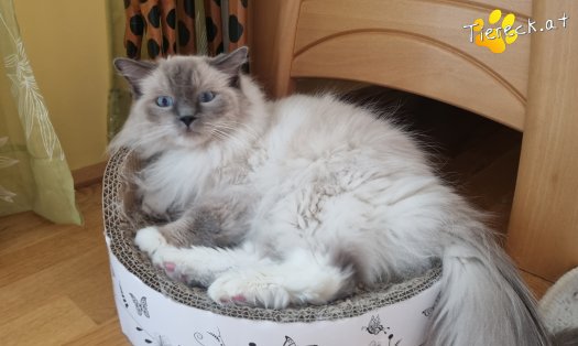 Katze Finn (Foto by Tiereck.at - Lavanttaler Tierhilfe)