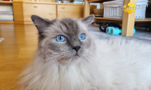 Katze Finn (Foto by Tiereck.at - Lavanttaler Tierhilfe)