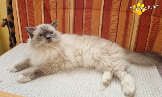 Katze Finn (Foto by Tiereck.at - Lavanttaler Tierhilfe)