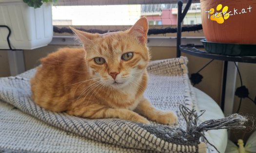 Katze Pretty (Foto by Tiereck.at - Lavanttaler Tierhilfe)