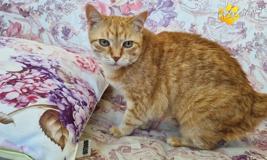 Katze Pretty (Foto by Tiereck.at - Lavanttaler Tierhilfe)