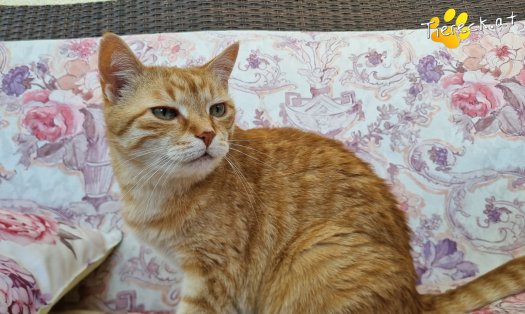 Katze Pretty (Foto by Tiereck.at - Lavanttaler Tierhilfe)
