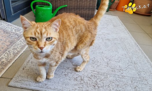 Katze Pretty (Foto by Tiereck.at - Lavanttaler Tierhilfe)