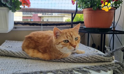 Katze Pretty (Foto by Tiereck.at - Lavanttaler Tierhilfe)