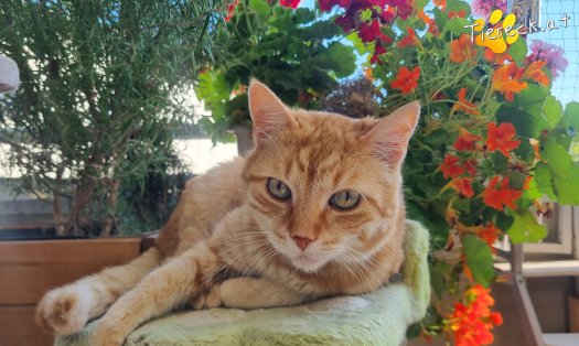Katze Pretty (Foto by Tiereck.at - Lavanttaler Tierhilfe)