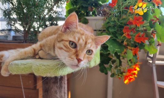 Katze Pretty (Foto by Tiereck.at - Lavanttaler Tierhilfe)