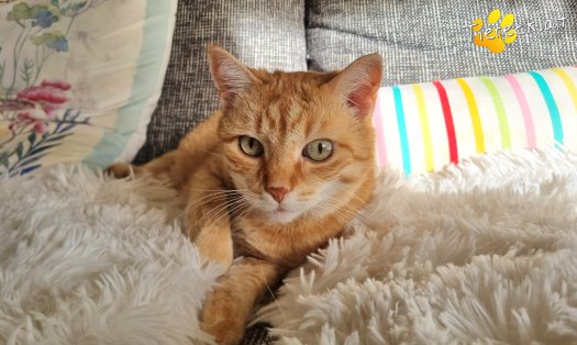 Katze Pretty (Foto by Tiereck.at - Lavanttaler Tierhilfe)