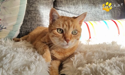 Katze Pretty (Foto by Tiereck.at - Lavanttaler Tierhilfe)