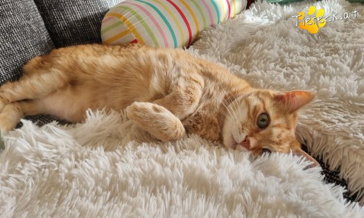 Katze Pretty (Foto by Tiereck.at - Lavanttaler Tierhilfe)