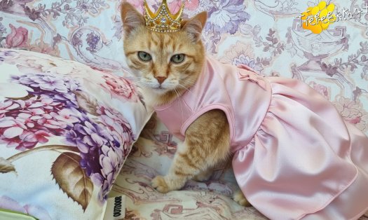 Katze Pretty (Foto by Tiereck.at - Lavanttaler Tierhilfe)