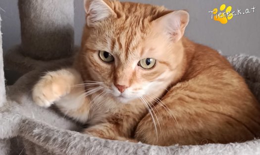 Katze Pretty (Foto by Tiereck.at - Lavanttaler Tierhilfe)