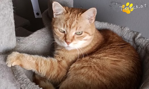 Katze Pretty (Foto by Tiereck.at - Lavanttaler Tierhilfe)