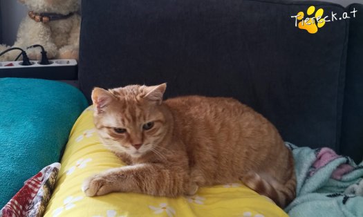 Katze Pretty (Foto by Tiereck.at - Lavanttaler Tierhilfe)