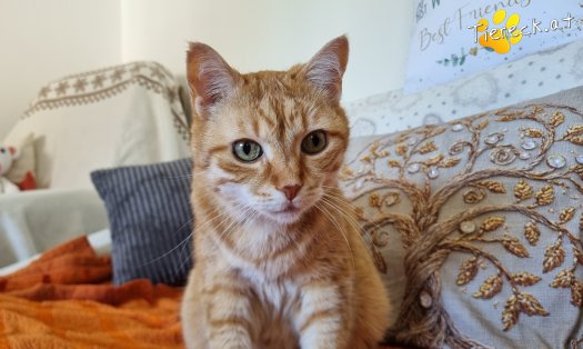 Katze Pretty (Foto by Tiereck.at - Lavanttaler Tierhilfe)