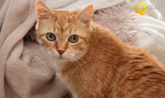 Katze Pretty (Foto by Tiereck.at - Lavanttaler Tierhilfe)