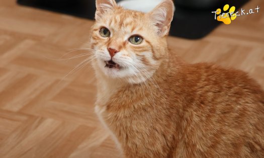 Katze Pretty (Foto by Tiereck.at - Lavanttaler Tierhilfe)