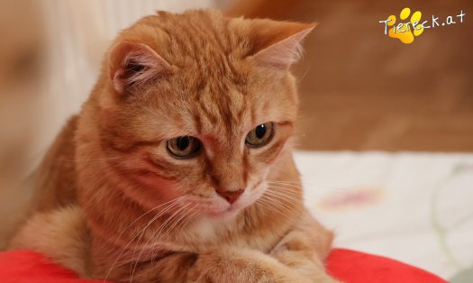 Katze Pretty (Foto by Tiereck.at - Lavanttaler Tierhilfe)