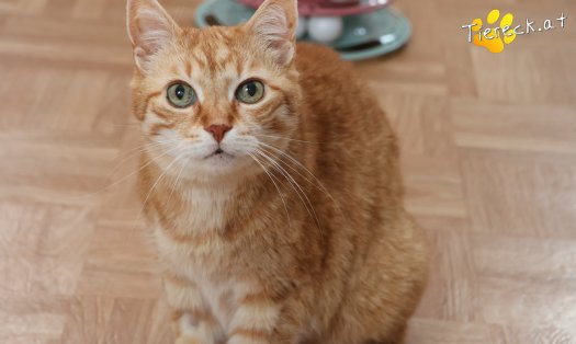 Katze Pretty (Foto by Tiereck.at - Lavanttaler Tierhilfe)