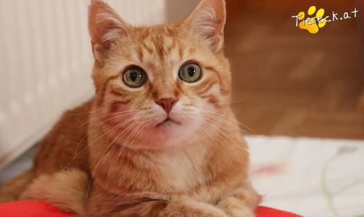 Katze Pretty (Foto by Tiereck.at - Lavanttaler Tierhilfe)