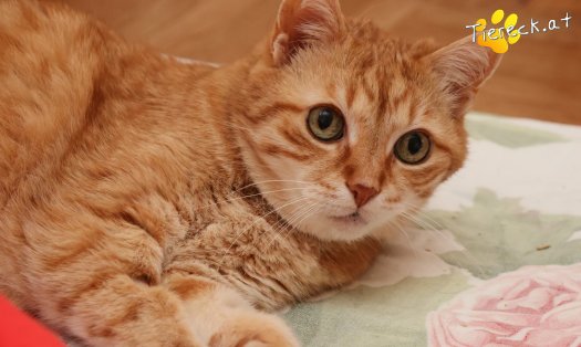 Katze Pretty (Foto by Tiereck.at - Lavanttaler Tierhilfe)