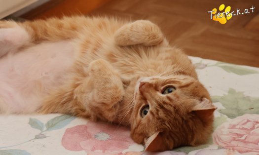 Katze Pretty (Foto by Tiereck.at - Lavanttaler Tierhilfe)