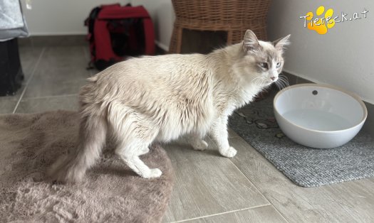 Katze Romeo (Foto by Tiereck.at - Lavanttaler Tierhilfe)