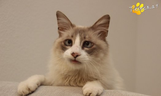Katze Romeo (Foto by Tiereck.at - Lavanttaler Tierhilfe)