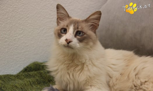 Katze Romeo (Foto by Tiereck.at - Lavanttaler Tierhilfe)