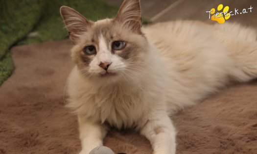 Katze Romeo (Foto by Tiereck.at - Lavanttaler Tierhilfe)