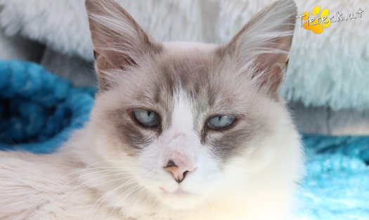 Katze Romeo (Foto by Tiereck.at - Lavanttaler Tierhilfe)