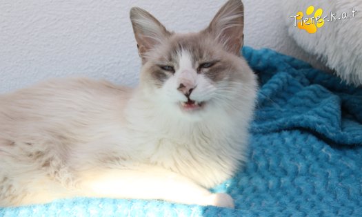Katze Romeo (Foto by Tiereck.at - Lavanttaler Tierhilfe)