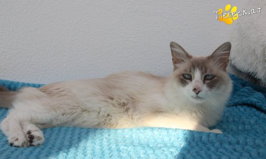 Katze Romeo (Foto by Tiereck.at - Lavanttaler Tierhilfe)