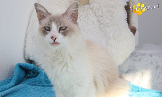 Katze Romeo (Foto by Tiereck.at - Lavanttaler Tierhilfe)